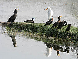 Great Cormorants with Darter, other Cormorants & Great Egret I2 IMG 9369.jpg