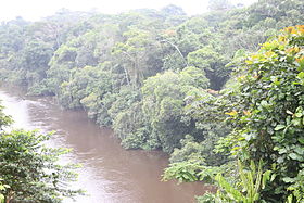 Fluss Dja Somalomo.JPG