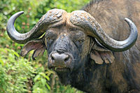 African buffalo in Aberdare NP.jpg