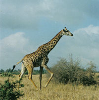 GiraffeRunning.jpg