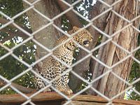 Leopardnairobi.jpg