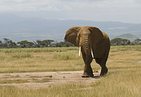Loxodonta africana -Amboseli National Park, Kenya-8.jpg