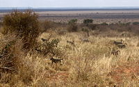 Papio cynocephalus group in Tsavo East National Park (edited).jpg