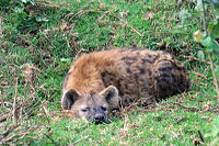 Spotted hyena in Aberdare NP.JPG