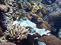 Oceanarium corals1.JPG