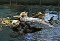 Sea otters Lisbon.JPG