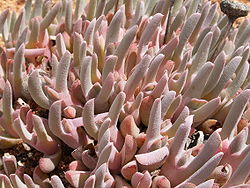 Cheiridopsis denticulata-PICT2508.jpg