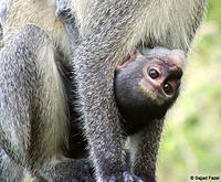 Baby monkey hanging onto its mother (Saadani National Park, Tanzania, 2008).jpg