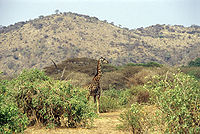 Giraffe Manyara N P.jpg