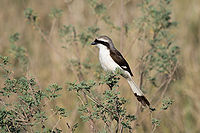 Lanius excubitoroides -Serengeti National Park, Tanzania-8.jpg