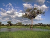 Ботсвана. Национальный парк Чобе -3