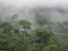 Бразилия. Дождевые леса Амазонки -3