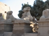 Египет. Карнакский храм. Дромос с бараноголовыми сфинксами
