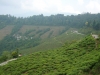 Индия. Чайные плантации в Дарджиллинг (1)