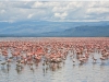 Кения. Озеро Накуру (2)