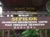 Малайзия. Центр реабилитации орангутангов Сепилок (1)