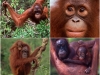 Малайзия. Центр реабилитации орангутангов Сепилок (3)