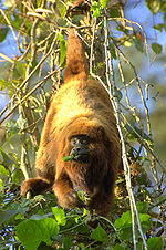 Alouatta fusca clamitans.jpg