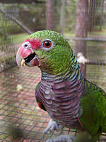 Amazona vinacea -RSFP-8a.jpg