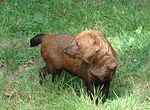 Bush dog.JPG