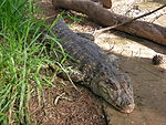 Caiman latirostris (AU)-top-front.JPG