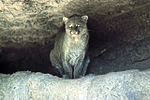 Jaguarundi-tob-2007-01-09.jpg