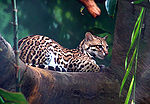 Ocelot 01.jpg