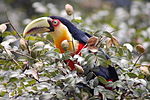 Ramphastos dicolorus9.jpg