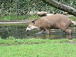 Tapir zoo.JPG