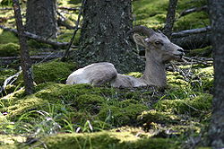 Bighorn Sheep Resting on Forest Floor.jpg