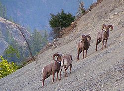 Canada Sheep - Kootenay.JPG