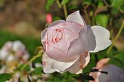 Pink-white rose.JPG