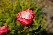 White-red rose.JPG