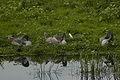 Poland Slonsk - swans in national park.jpg