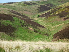 Lammermuir Hills1.jpg